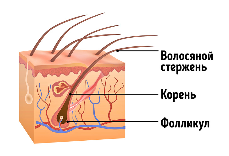 Фолликулы волосы